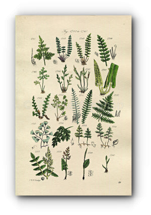 1914 Sowerby Antique Botanical Print, Black Spleenwort, Wall Rue, Hard Fern, Scottish Filmy Fern, Moonwort, Plate 88 (Plants 1741 - 1760)
