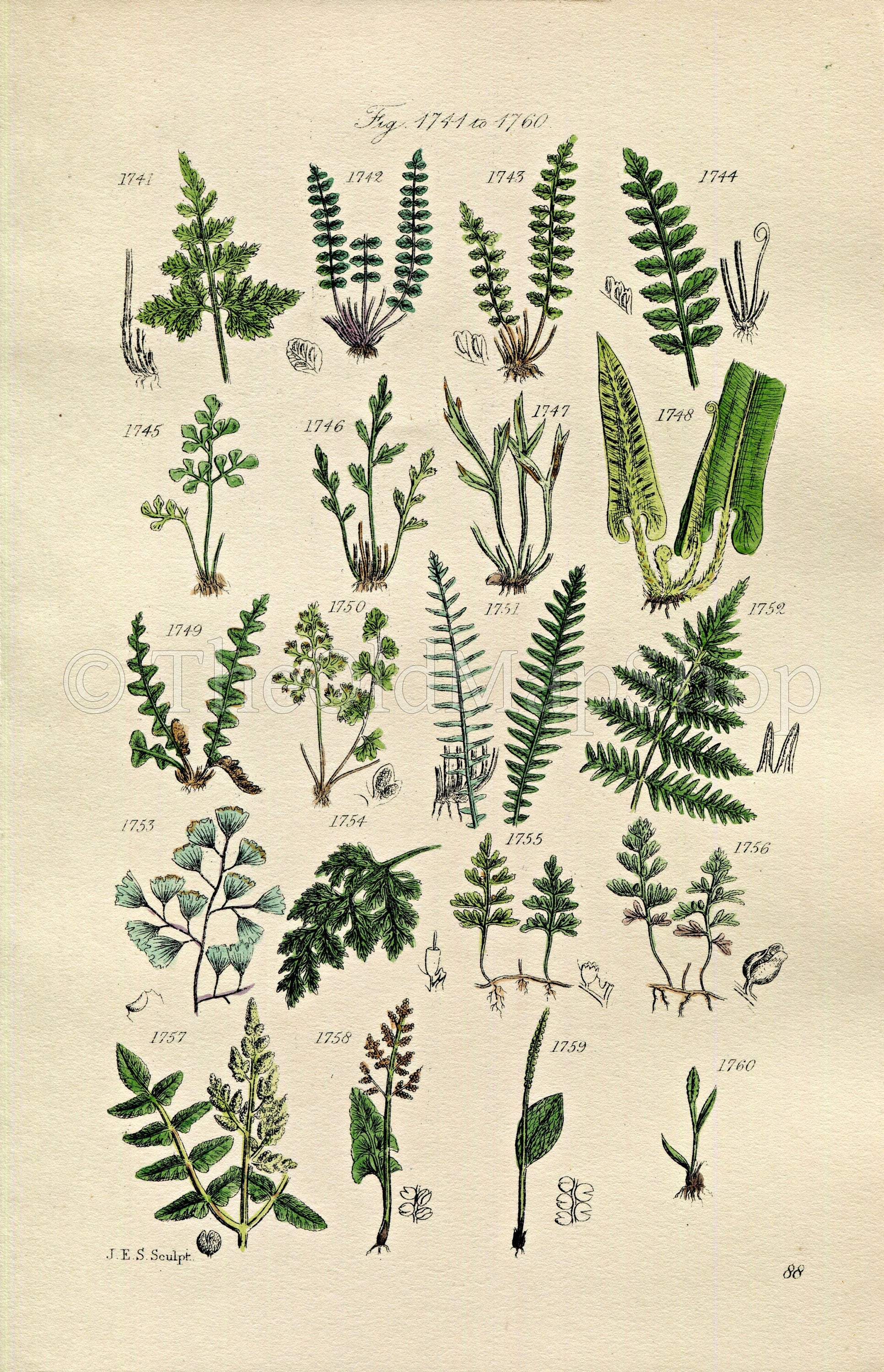 1914 Sowerby Antique Botanical Print, Black Spleenwort, Wall Rue, Hard Fern, Scottish Filmy Fern, Moonwort, Plate 88 (Plants 1741 - 1760)