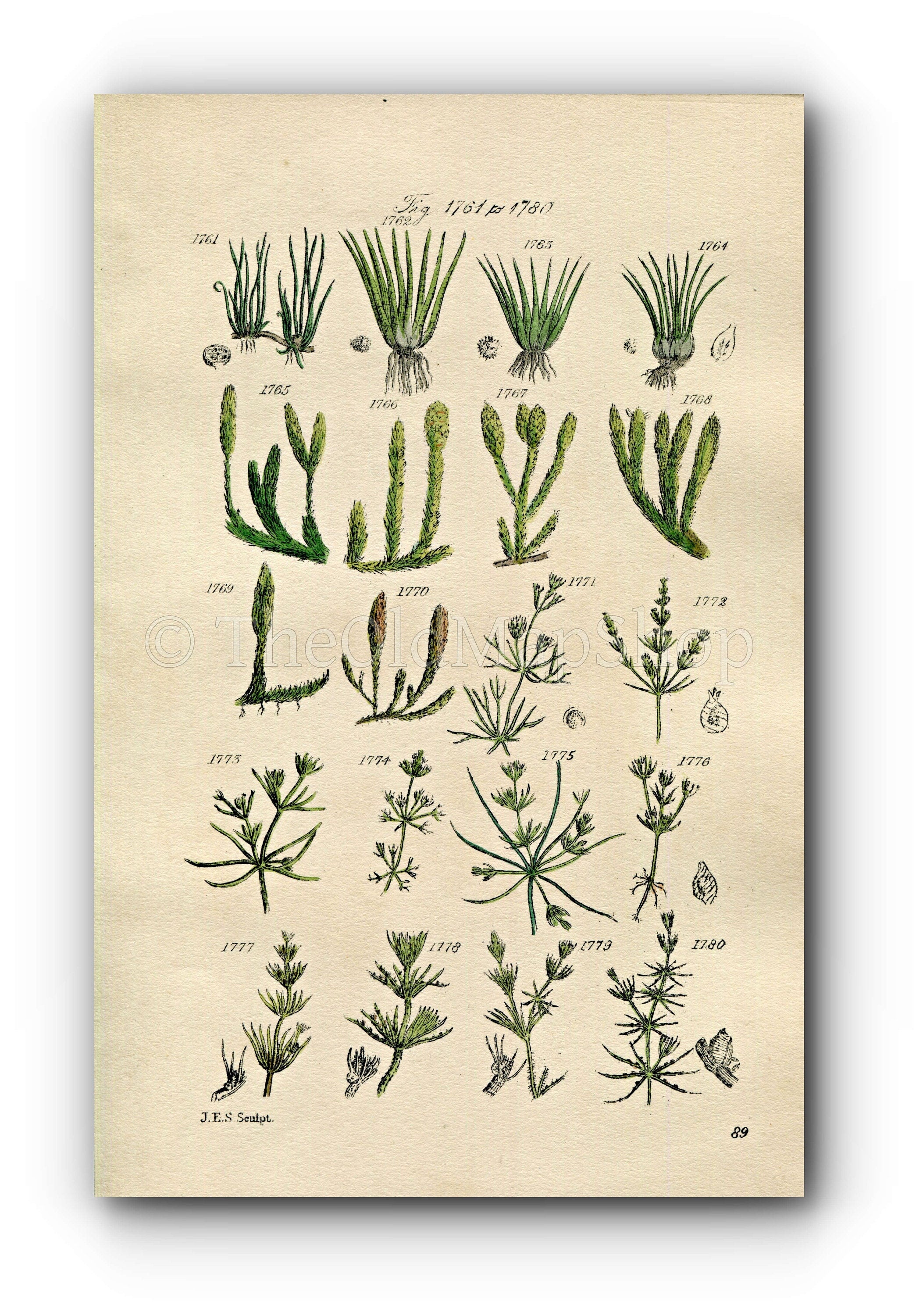 1914 Sowerby Antique Botanical Print, Pillwort, Quillwort, Fir Clubmoss, Slender Nitella, Fragile Chara, Plate 89 (Plants 1761 - 1780)