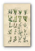 1914 Sowerby Antique Botanical Print, Pillwort, Quillwort, Fir Clubmoss, Slender Nitella, Fragile Chara, Plate 89 (Plants 1761 - 1780)