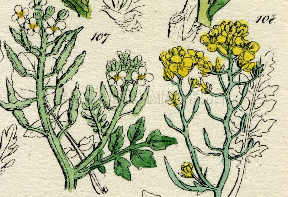 Antique Botanical Print of Wild Flowers, 1914 John Sowerby Mustard, Garlic, Cress, Hand-Coloured Flower Plate (101 to 120)