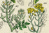 Antique Botanical Print of Wild Flowers, 1914 John Sowerby Mustard, Garlic, Cress, Hand-Coloured Flower Plate (101 to 120)