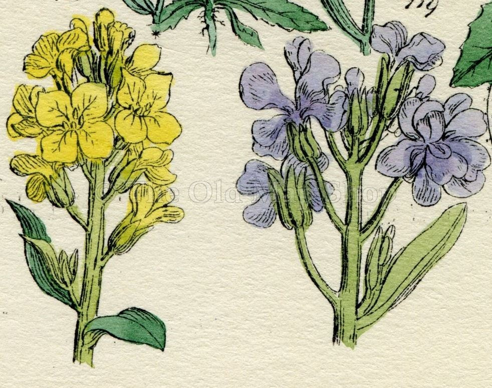 Antique Botanical Print of Wild Flowers, 1914 John Sowerby Mustard, Garlic, Cress, Hand-Coloured Flower Plate (101 to 120)