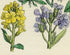 Antique Botanical Print of Wild Flowers, 1914 John Sowerby Mustard, Garlic, Cress, Hand-Coloured Flower Plate (101 to 120)