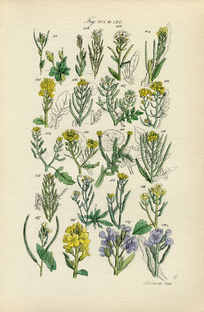 Antique Botanical Print of Wild Flowers, 1914 John Sowerby Mustard, Garlic, Cress, Hand-Coloured Flower Plate (101 to 120)