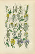 Antique Botanical Print of Wild Flowers, 1914 John Sowerby Mustard, Garlic, Cress, Hand-Coloured Flower Plate (101 to 120)