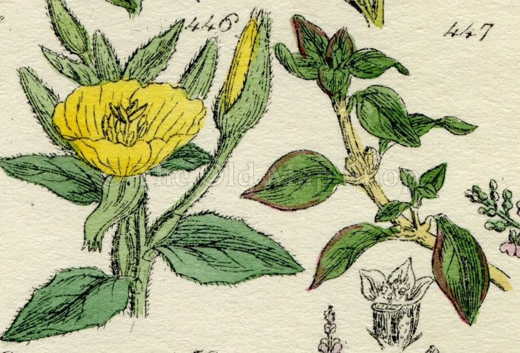 Antique Botanical Print of Wild Flowers, 1914 John Sowerby Primrose, Nightshade, Bryony, Hand-Coloured Flower Plate (441 to 460)