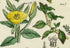 Antique Botanical Print of Wild Flowers, 1914 John Sowerby Primrose, Nightshade, Bryony, Hand-Coloured Flower Plate (441 to 460)