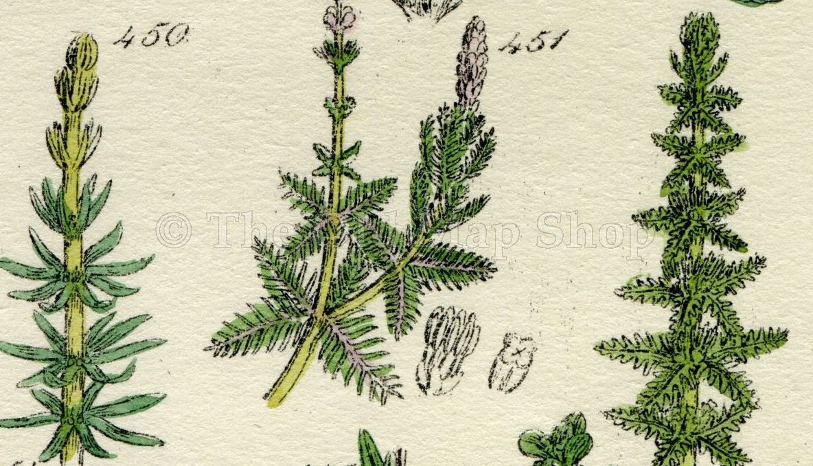 Antique Botanical Print of Wild Flowers, 1914 John Sowerby Primrose, Nightshade, Bryony, Hand-Coloured Flower Plate (441 to 460)