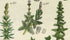 Antique Botanical Print of Wild Flowers, 1914 John Sowerby Primrose, Nightshade, Bryony, Hand-Coloured Flower Plate (441 to 460)