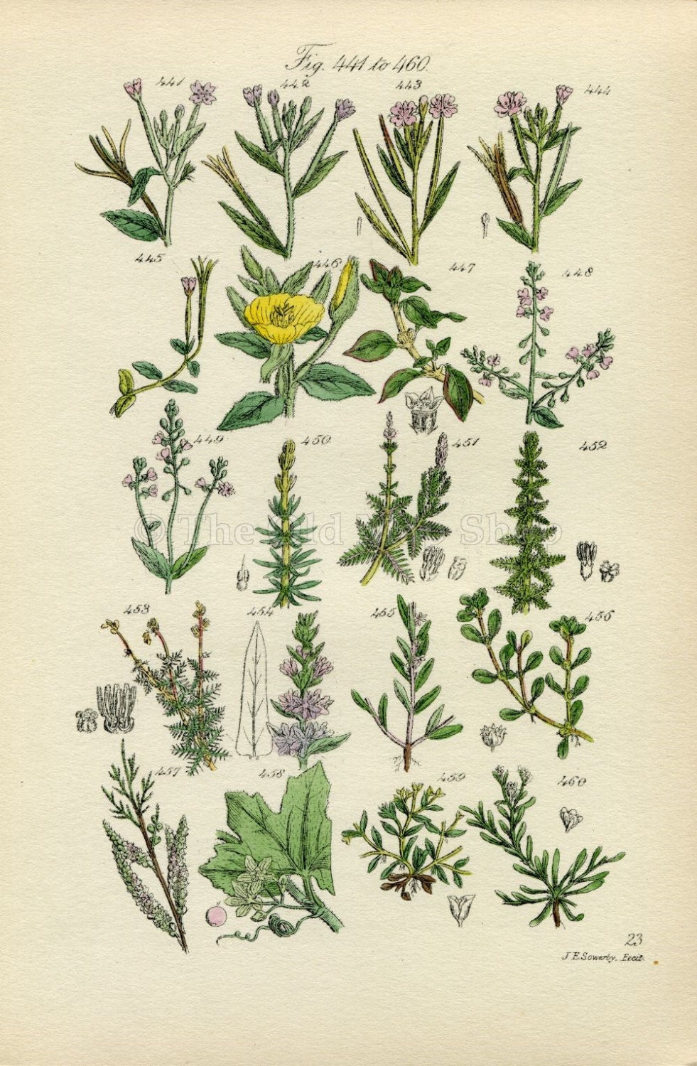 Antique Botanical Print of Wild Flowers, 1914 John Sowerby Primrose, Nightshade, Bryony, Hand-Coloured Flower Plate (441 to 460)