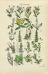 Antique Botanical Print of Wild Flowers, 1914 John Sowerby Primrose, Nightshade, Bryony, Hand-Coloured Flower Plate (441 to 460)