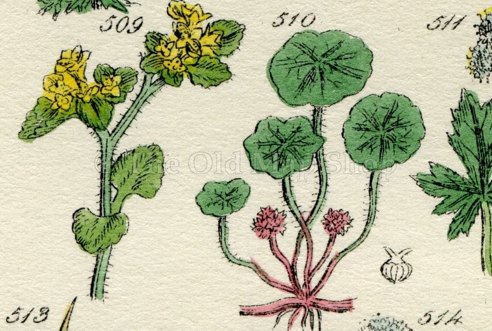 Antique Botanical Print of Wild Flowers, 1914 John Sowerby Saxifrage, Water Hemlock, Corn Parsley, Hand-Coloured Flower Plate (501 to 520)