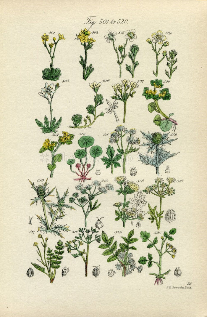 Antique Botanical Print of Wild Flowers, 1914 John Sowerby Saxifrage, Water Hemlock, Corn Parsley, Hand-Coloured Flower Plate (501 to 520)