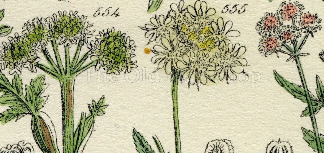 Antique Botanical Print of Wild Flowers, 1914 John Sowerby Fennel, Fools Parsley, Wild Parsnip, Hand-Coloured Flower Plate (541 to 560)