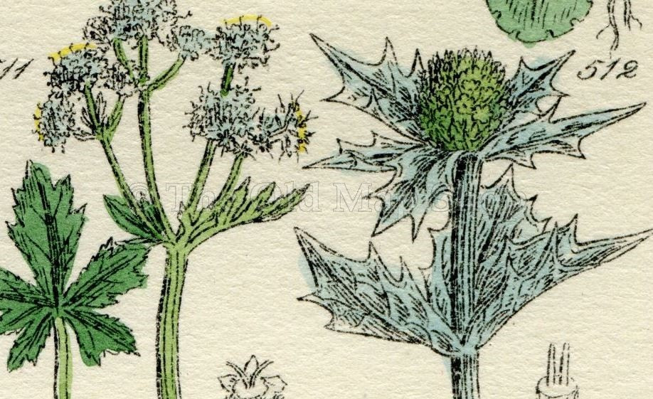 Antique Botanical Print of Wild Flowers, 1914 John Sowerby Saxifrage, Water Hemlock, Corn Parsley, Hand-Coloured Flower Plate (501 to 520)