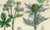 Antique Botanical Print of Wild Flowers, 1914 John Sowerby Saxifrage, Water Hemlock, Corn Parsley, Hand-Coloured Flower Plate (501 to 520)