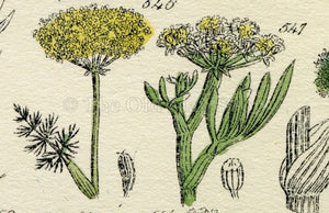 Antique Botanical Print of Wild Flowers, 1914 John Sowerby Fennel, Fools Parsley, Wild Parsnip, Hand-Coloured Flower Plate (541 to 560)