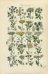 Antique Botanical Print of Wild Flowers, 1914 John Sowerby Fennel, Fools Parsley, Wild Parsnip, Hand-Coloured Flower Plate (541 to 560)