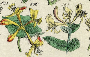 Antique Botanical Print of Wild Flowers, 1914 John Sowerby Mistletoe, Guelder Rose, Honeysuckle, Hand-Coloured Flower Plate (581 to 600)