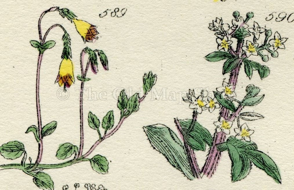 Antique Botanical Print of Wild Flowers, 1914 John Sowerby Mistletoe, Guelder Rose, Honeysuckle, Hand-Coloured Flower Plate (581 to 600)