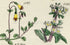 Antique Botanical Print of Wild Flowers, 1914 John Sowerby Mistletoe, Guelder Rose, Honeysuckle, Hand-Coloured Flower Plate (581 to 600)