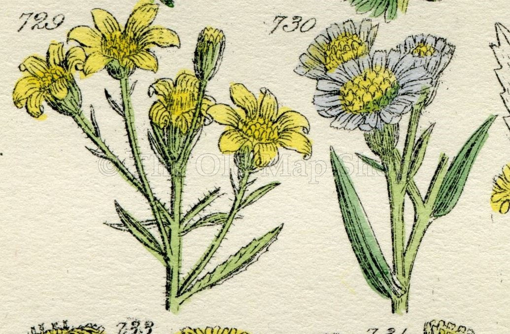 Antique Botanical Print of Wild Flowers, 1914 John Sowerby Groundsel, Ragwort, Daisy, Yellow, Hand-Coloured Flower Plate (721 to 740)