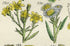 Antique Botanical Print of Wild Flowers, 1914 John Sowerby Groundsel, Ragwort, Daisy, Yellow, Hand-Coloured Flower Plate (721 to 740)