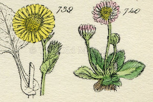Antique Botanical Print of Wild Flowers, 1914 John Sowerby Groundsel, Ragwort, Daisy, Yellow, Hand-Coloured Flower Plate (721 to 740)