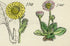Antique Botanical Print of Wild Flowers, 1914 John Sowerby Groundsel, Ragwort, Daisy, Yellow, Hand-Coloured Flower Plate (721 to 740)