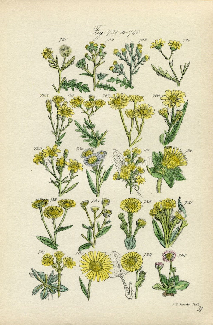 Antique Botanical Print of Wild Flowers, 1914 John Sowerby Groundsel, Ragwort, Daisy, Yellow, Hand-Coloured Flower Plate (721 to 740)