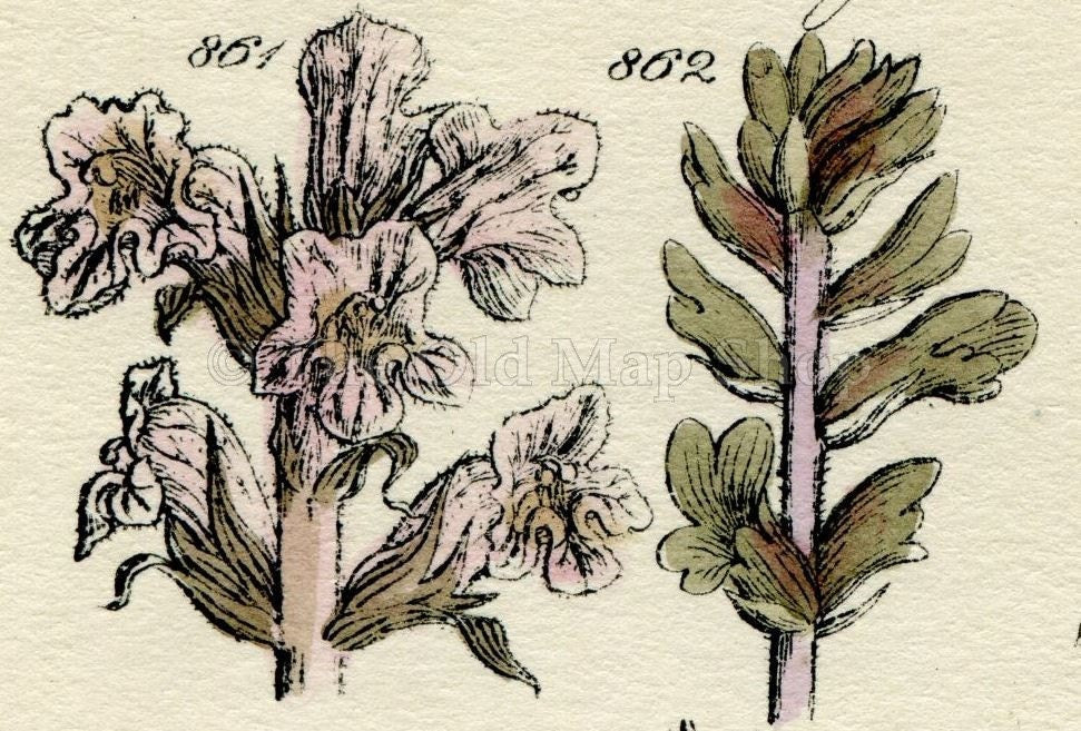 Antique Botanical Print of Wild Flowers, 1914 John Sowerby Welsh Speedwell, Hand-Coloured Flower Plate (861 to 880)