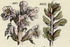 Antique Botanical Print of Wild Flowers, 1914 John Sowerby Welsh Speedwell, Hand-Coloured Flower Plate (861 to 880)