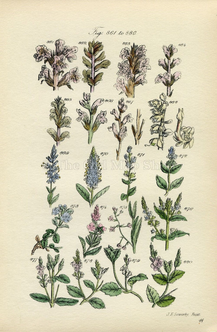 Antique Botanical Print of Wild Flowers, 1914 John Sowerby Welsh Speedwell, Hand-Coloured Flower Plate (861 to 880)