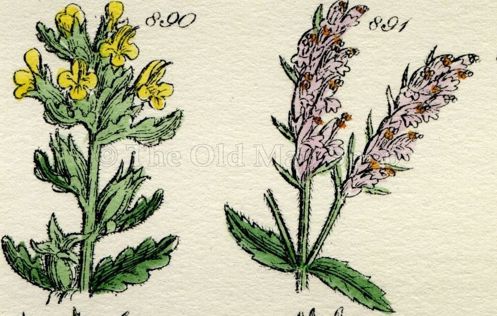 Antique Botanical Print of Wild Flowers, 1914 John Sowerby Speedwell, Red Eyebright, Hand-Coloured Flower Plate (881 to 900)