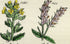 Antique Botanical Print of Wild Flowers, 1914 John Sowerby Speedwell, Red Eyebright, Hand-Coloured Flower Plate (881 to 900)