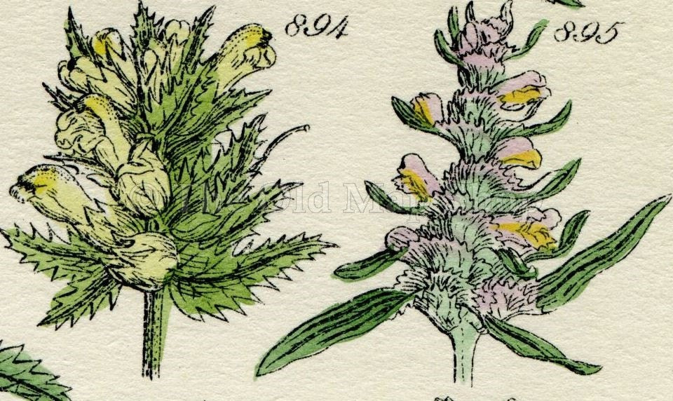 Antique Botanical Print of Wild Flowers, 1914 John Sowerby Speedwell, Red Eyebright, Hand-Coloured Flower Plate (881 to 900)