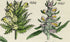 Antique Botanical Print of Wild Flowers, 1914 John Sowerby Speedwell, Red Eyebright, Hand-Coloured Flower Plate (881 to 900)