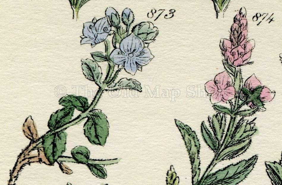 Antique Botanical Print of Wild Flowers, 1914 John Sowerby Welsh Speedwell, Hand-Coloured Flower Plate (861 to 880)