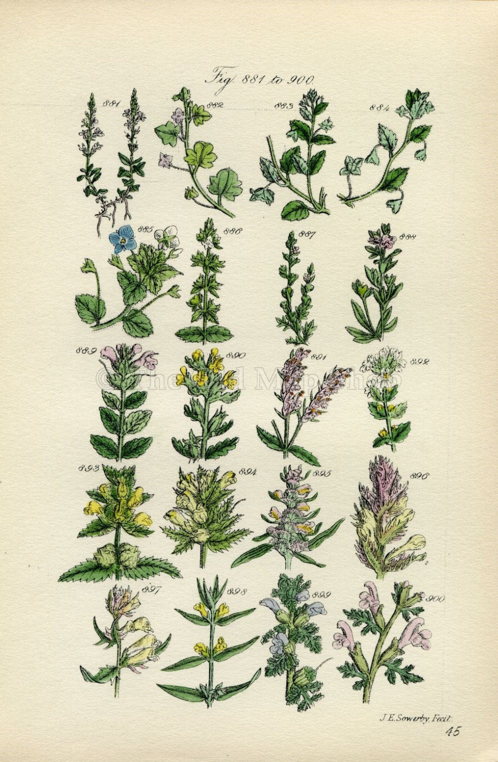 Antique Botanical Print of Wild Flowers, 1914 John Sowerby Speedwell, Red Eyebright, Hand-Coloured Flower Plate (881 to 900)
