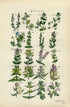 Antique Botanical Print of Wild Flowers, 1914 John Sowerby Speedwell, Red Eyebright, Hand-Coloured Flower Plate (881 to 900)