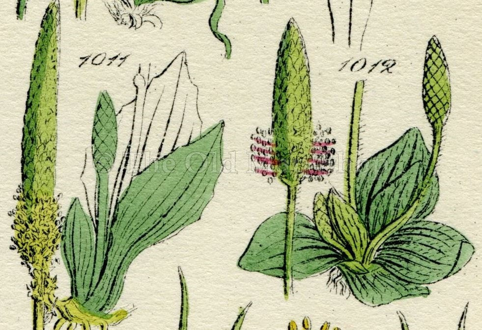 Antique Botanical Print of Wild Flowers, 1914 John Sowerby Scarlet Pimpernel, Sea Lavender, Hand-Coloured Flower Plate (1001 to 1020)