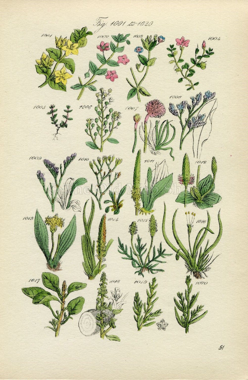 Antique Botanical Print of Wild Flowers, 1914 John Sowerby Scarlet Pimpernel, Sea Lavender, Hand-Coloured Flower Plate (1001 to 1020)