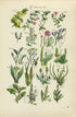 Antique Botanical Print of Wild Flowers, 1914 John Sowerby Scarlet Pimpernel, Sea Lavender, Hand-Coloured Flower Plate (1001 to 1020)