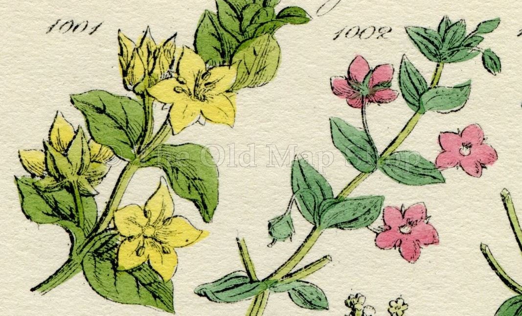Antique Botanical Print of Wild Flowers, 1914 John Sowerby Scarlet Pimpernel, Sea Lavender, Hand-Coloured Flower Plate (1001 to 1020)