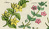 Antique Botanical Print of Wild Flowers, 1914 John Sowerby Scarlet Pimpernel, Sea Lavender, Hand-Coloured Flower Plate (1001 to 1020)