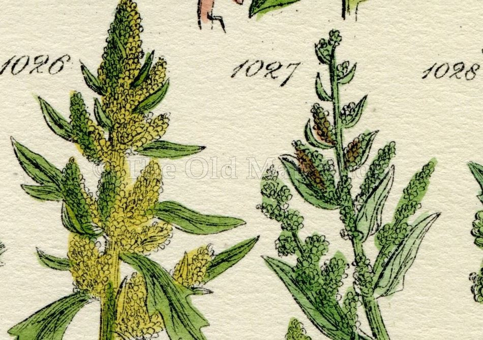 Antique Botanical Print of Wild Flowers, 1914 John Sowerby Red Goosefoot, Wild Spinach, Hand-Coloured Flower Plate (1021 to 1040)