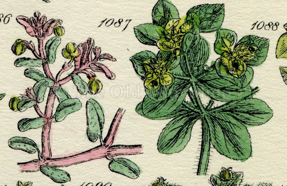 Antique Botanical Print of Wild Flowers, 1914 John Sowerby Coral Spurge, Asarabacca, Mercury, Hand-Coloured Flower Plate (1081 to 1100)