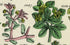 Antique Botanical Print of Wild Flowers, 1914 John Sowerby Coral Spurge, Asarabacca, Mercury, Hand-Coloured Flower Plate (1081 to 1100)