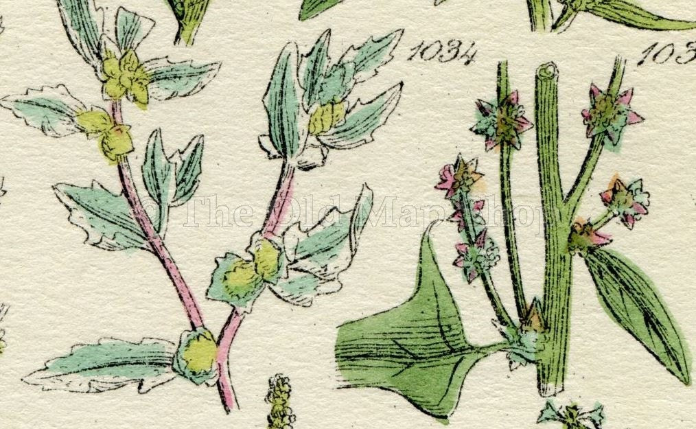 Antique Botanical Print of Wild Flowers, 1914 John Sowerby Red Goosefoot, Wild Spinach, Hand-Coloured Flower Plate (1021 to 1040)